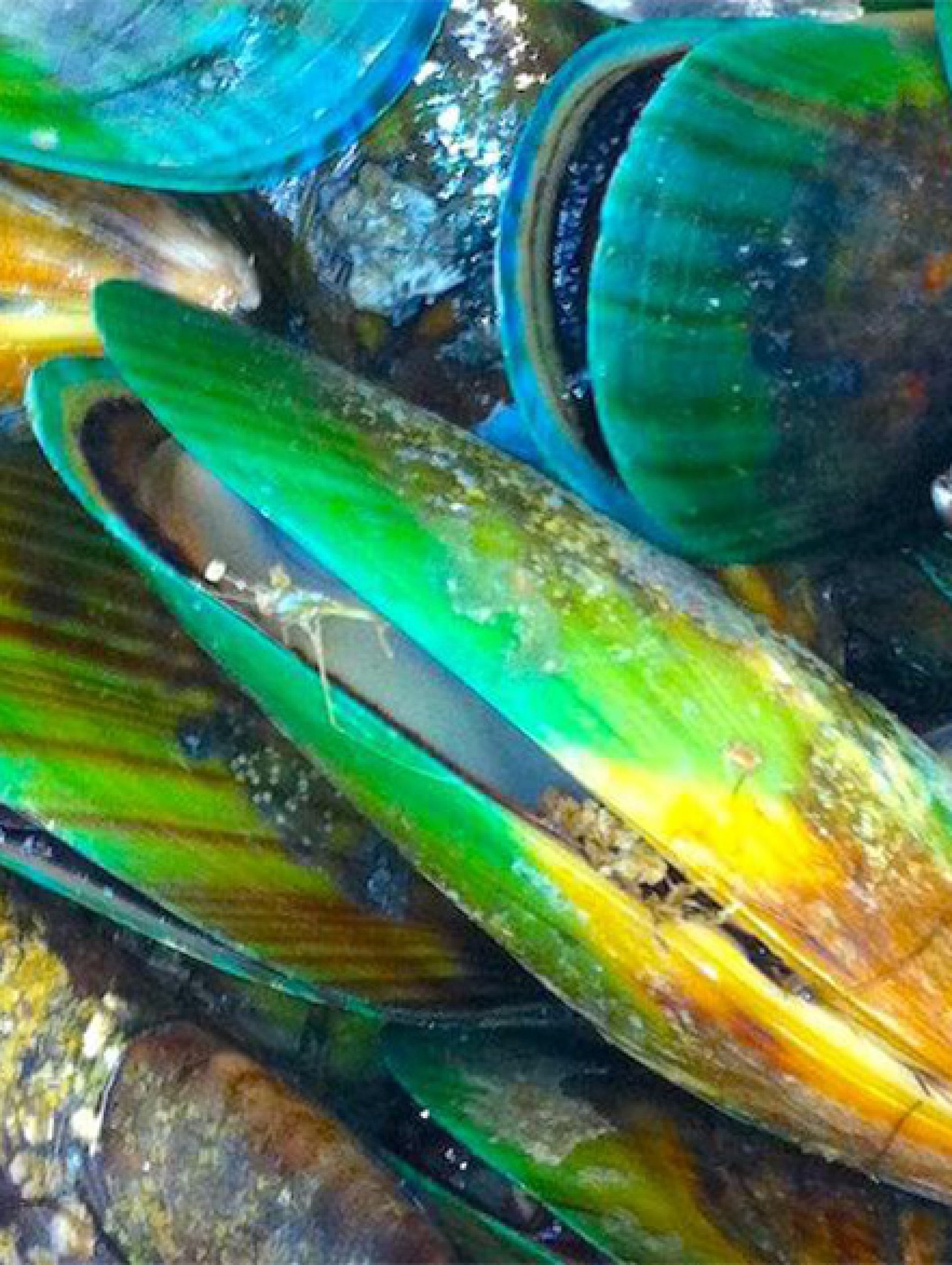 green lipped mussel